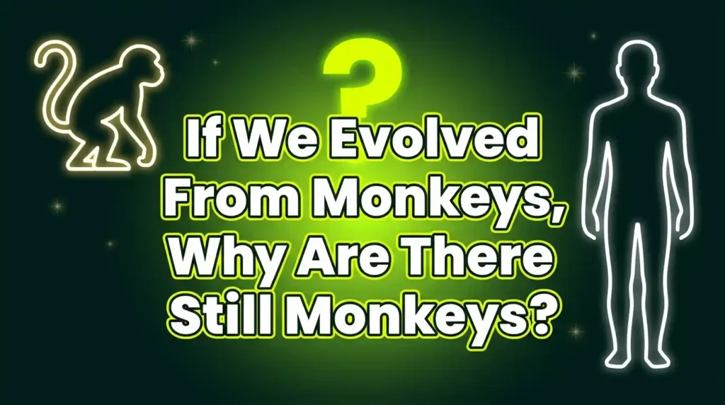 Funniest Philosophical Questions